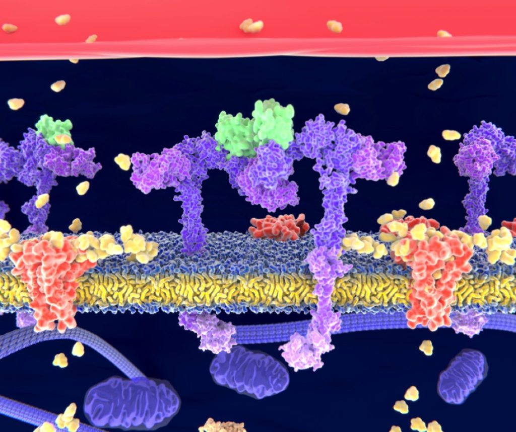 Brain insulin resistance